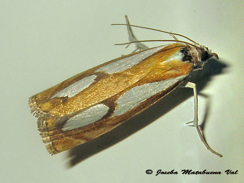 Catoptria pinella - Crambidae